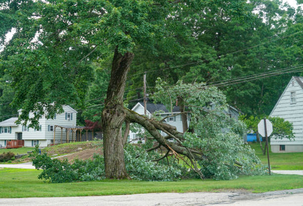 Moriches, NY  Tree Services Company